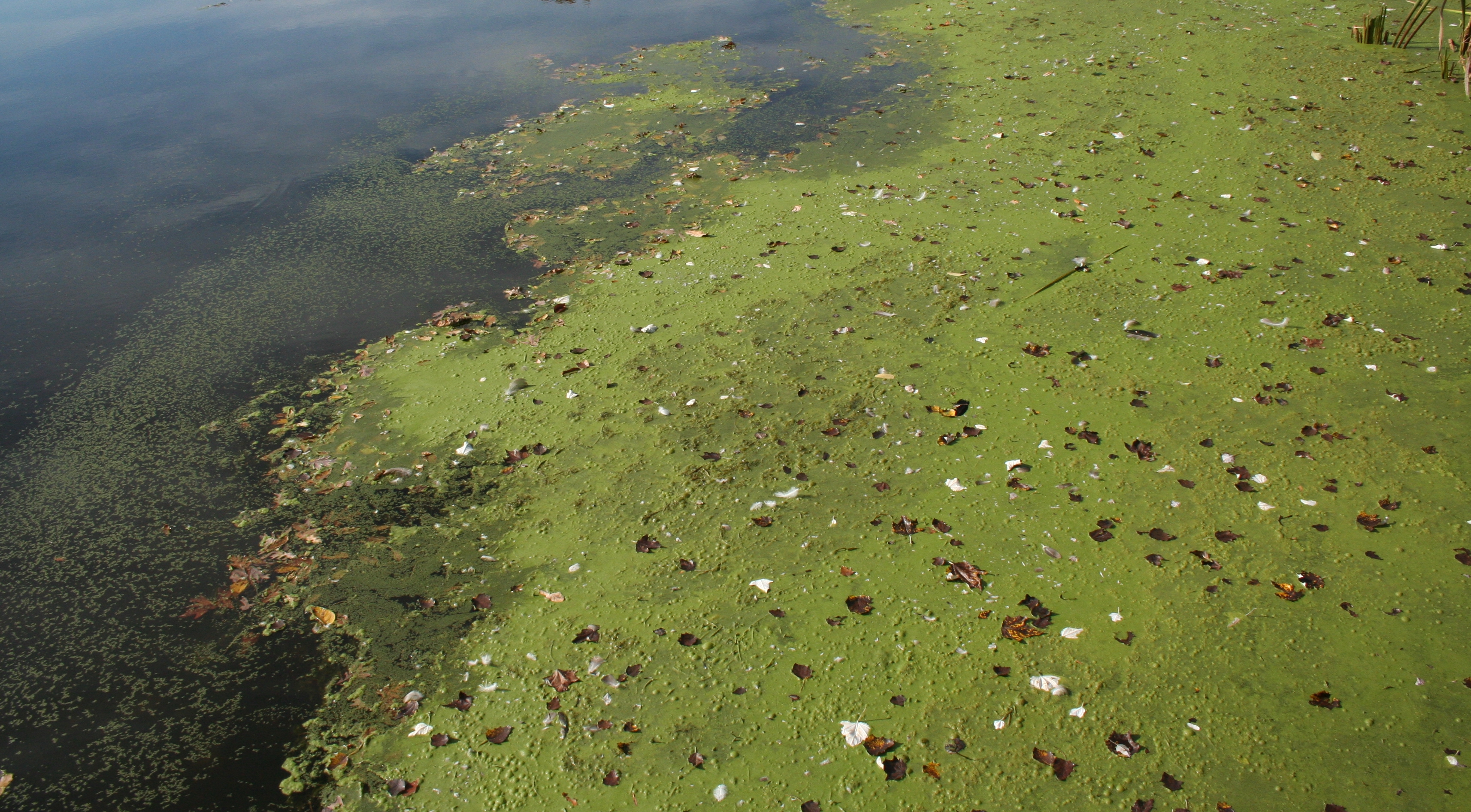 algae